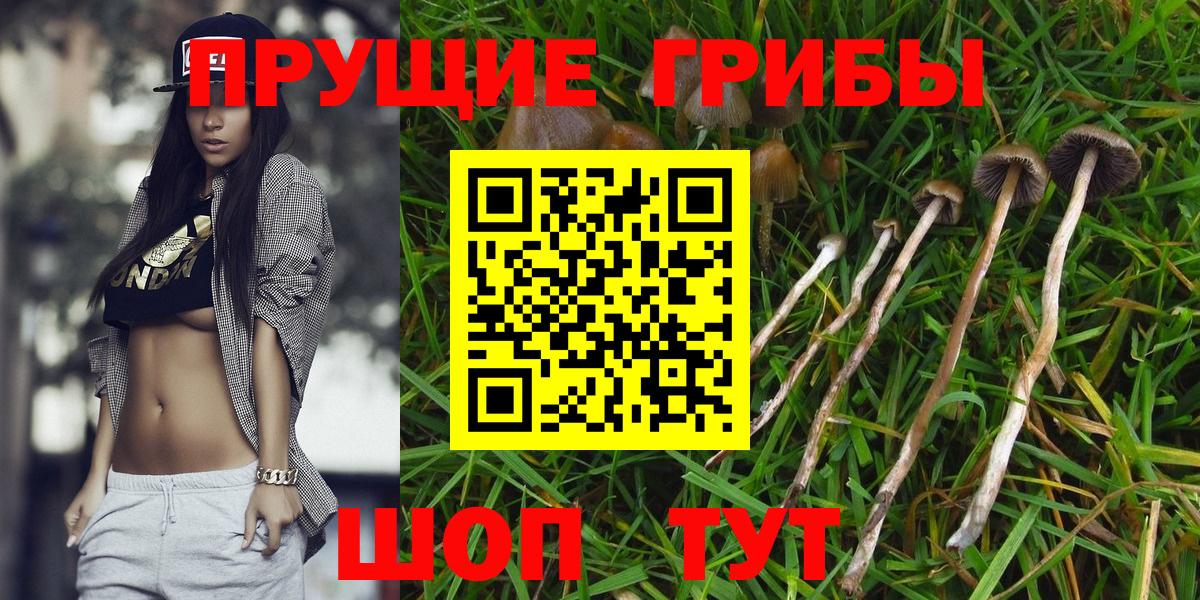 Псилоцибиновые грибы Psilocybine cubensis Краснокаменск